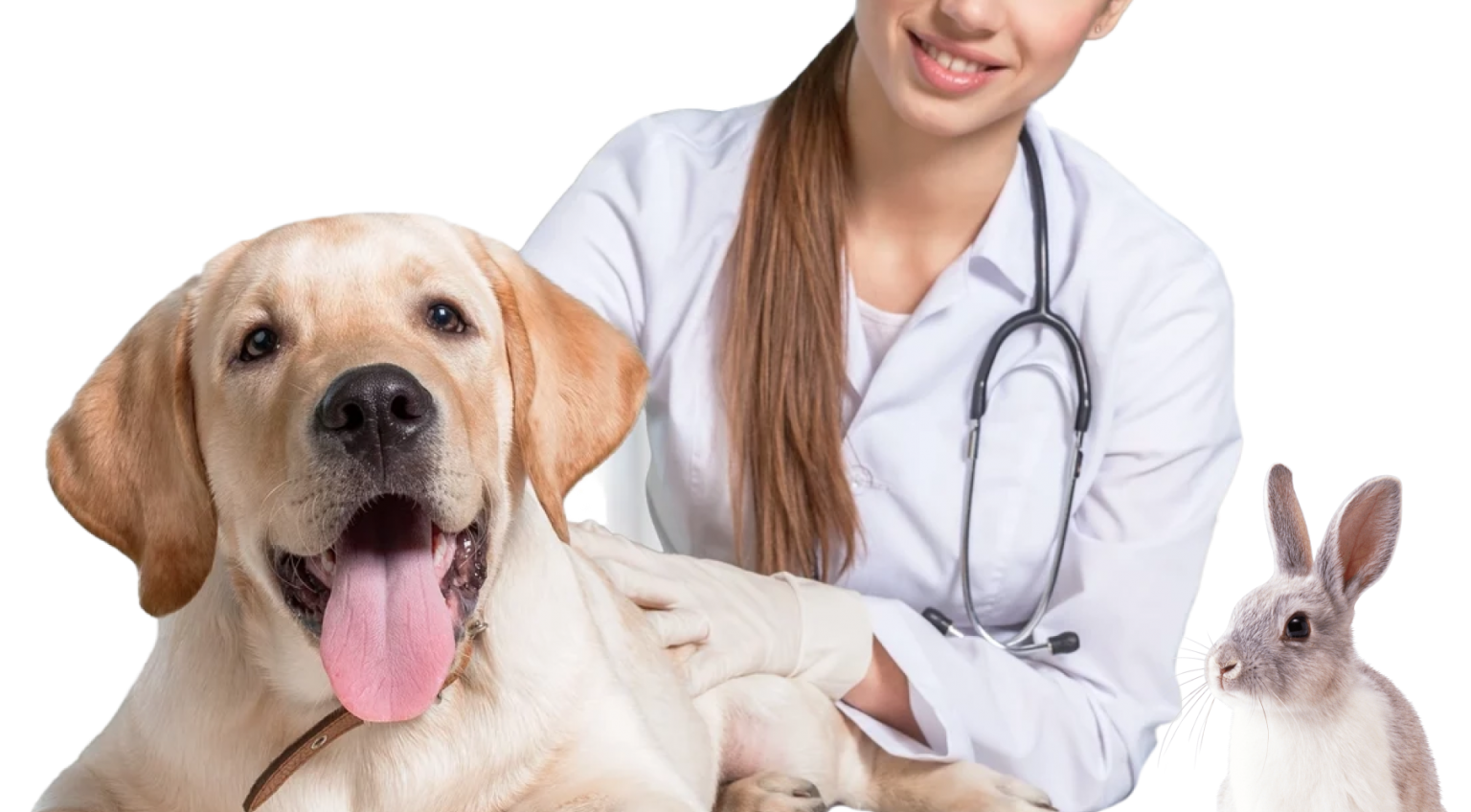 Ветеринарная хирургия (хирург ветеринар) для собак и котов