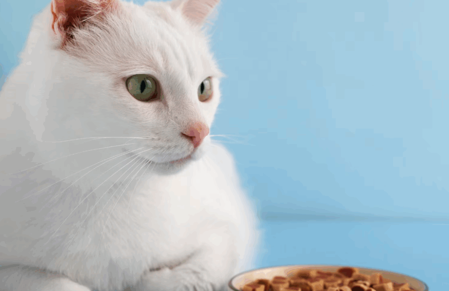 Гіпоалергенний корм для котів